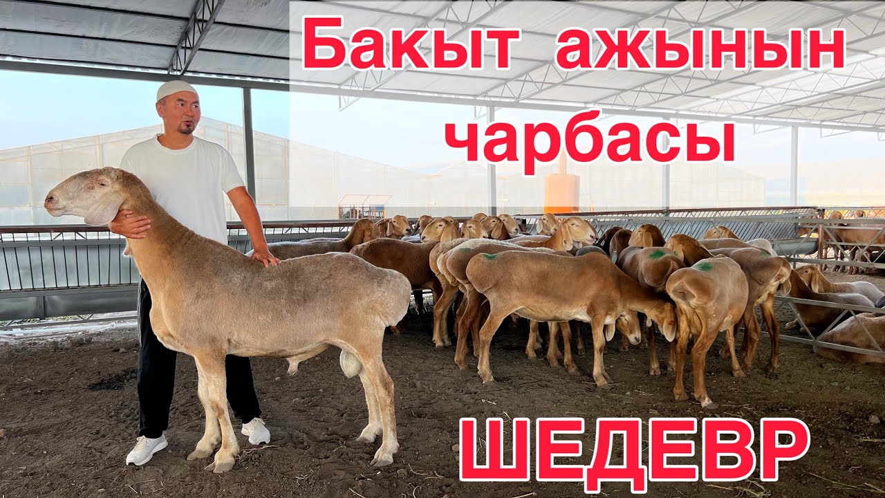 Атактуу ШЕДЕВР👍🏻 Бакыт ажынын жаңы кой чарбасы. Сандан сапатка