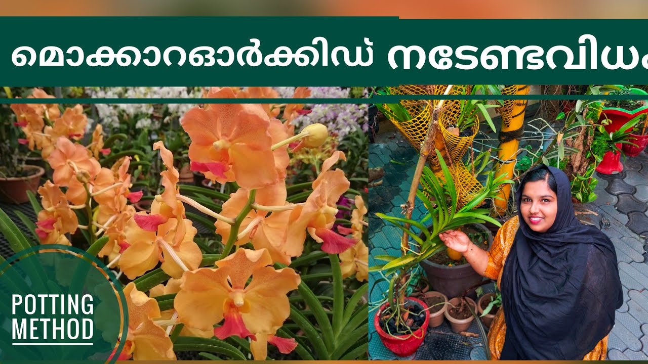 MOKARA ORCHIDS POTTING || ORCHID CARE AND REPOTTING || HOW TO PLANT MOKARA ORCHID || ORCHID PLANTING