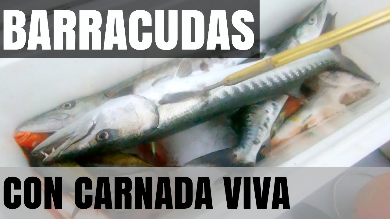 PESCA DE BARRACUDAS CON CARNADA VIVA [Live bait barracuda fishing]