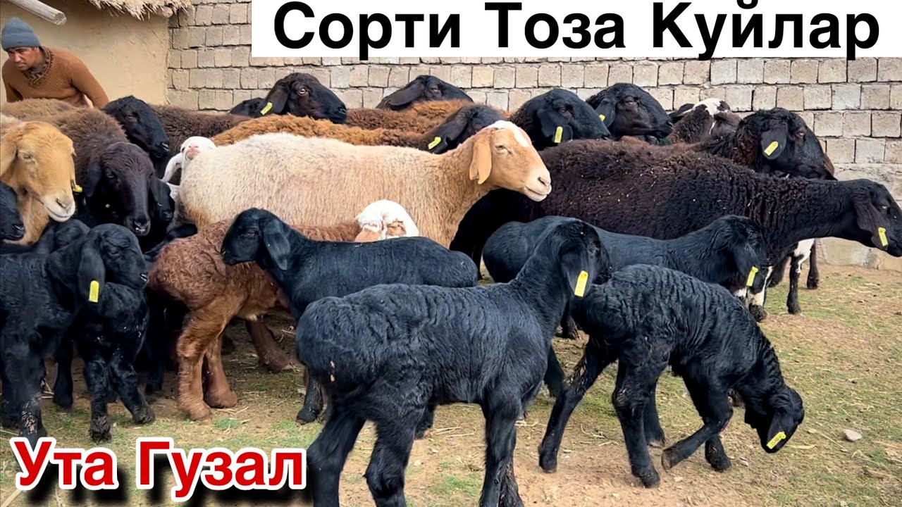 НОЙОБ КУЙЛАР! ☎️+998 88 336 9525