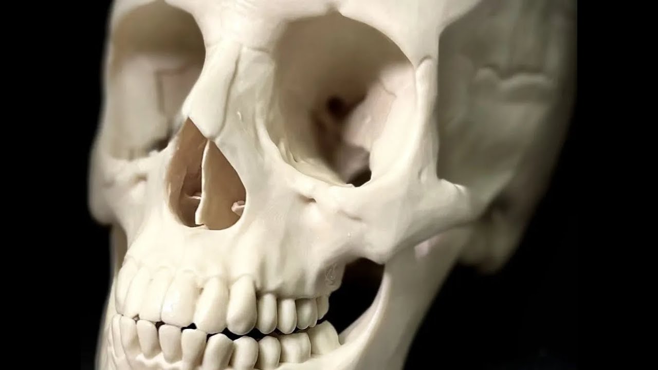 Craniotomies Simulator - Retrosigmoid