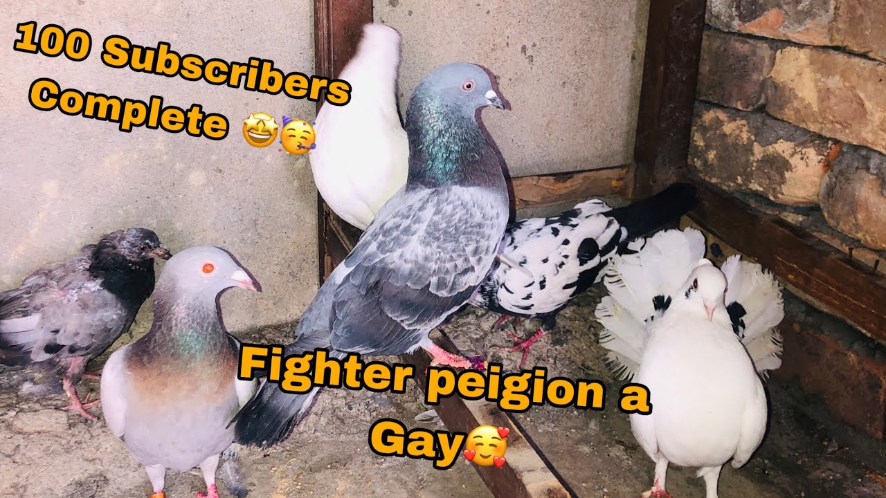Fighter peigions A Gay🥰100 Subscribers Gift Level😝Daim shekari Vlogs😍#pigeon #comedyfilms 