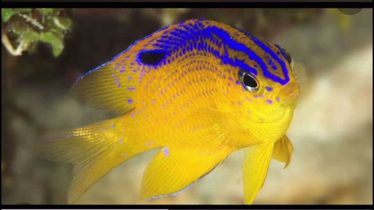 Errores del acuarista 4 comprar peces por impulso o economía😱David y su damisela  bello gregorio