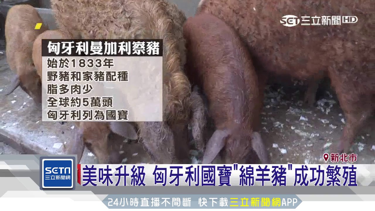 美味升級　匈牙利國寶「綿羊豬」成功繁殖│三立新聞台