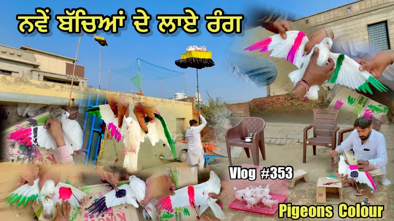 ਨਵੇਂ ਬੱਚਿਆਂ ਦੇ ਲਾਏ ਰੰਗ 🕊️|| New Baby Pigeons De Rang Laate ❤️|| #kabootar