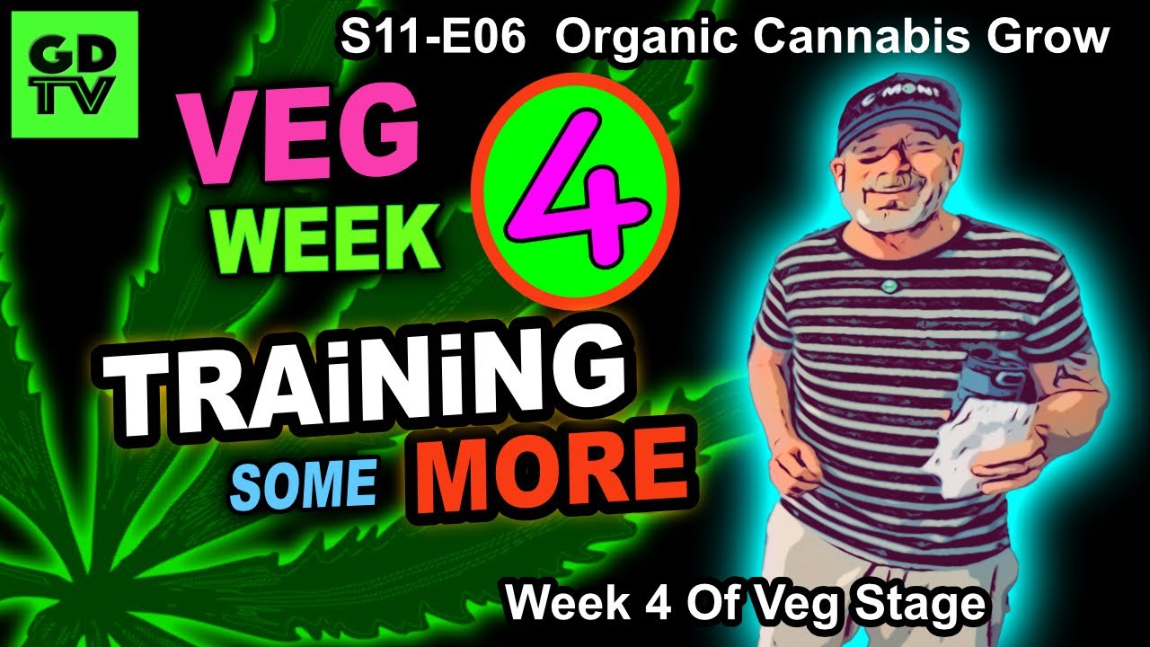 S11-E06 - Day 22 of Veg (Week 4) &ndash; More Training Cannabis Step By Step &ndash; PAR Diet For Big Girls