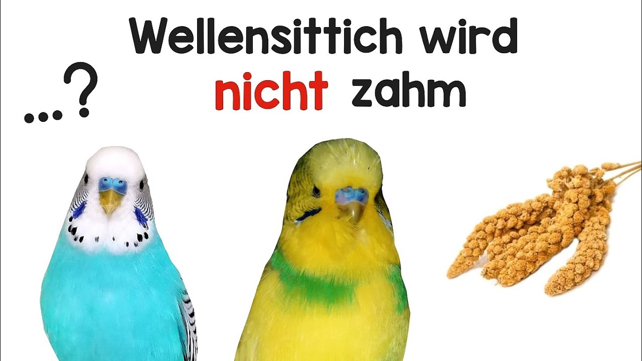 Wellensittich wird nicht zahm... was nun?