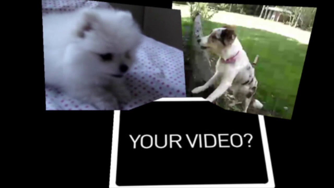 Eboman 2011 - WikiVideo - Dogs (v1)
