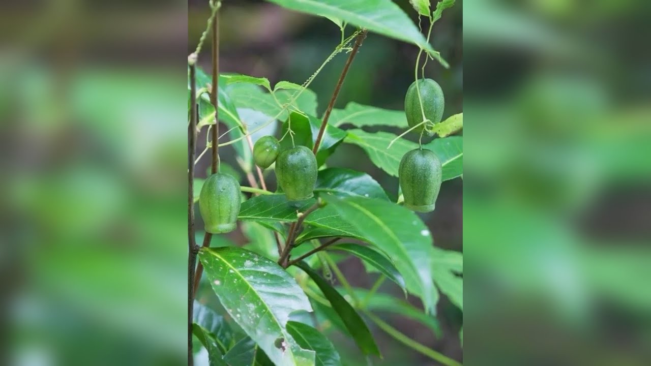 今天和小伙伴探秘原始森林，发现好多神奇物种以及珍惜植物