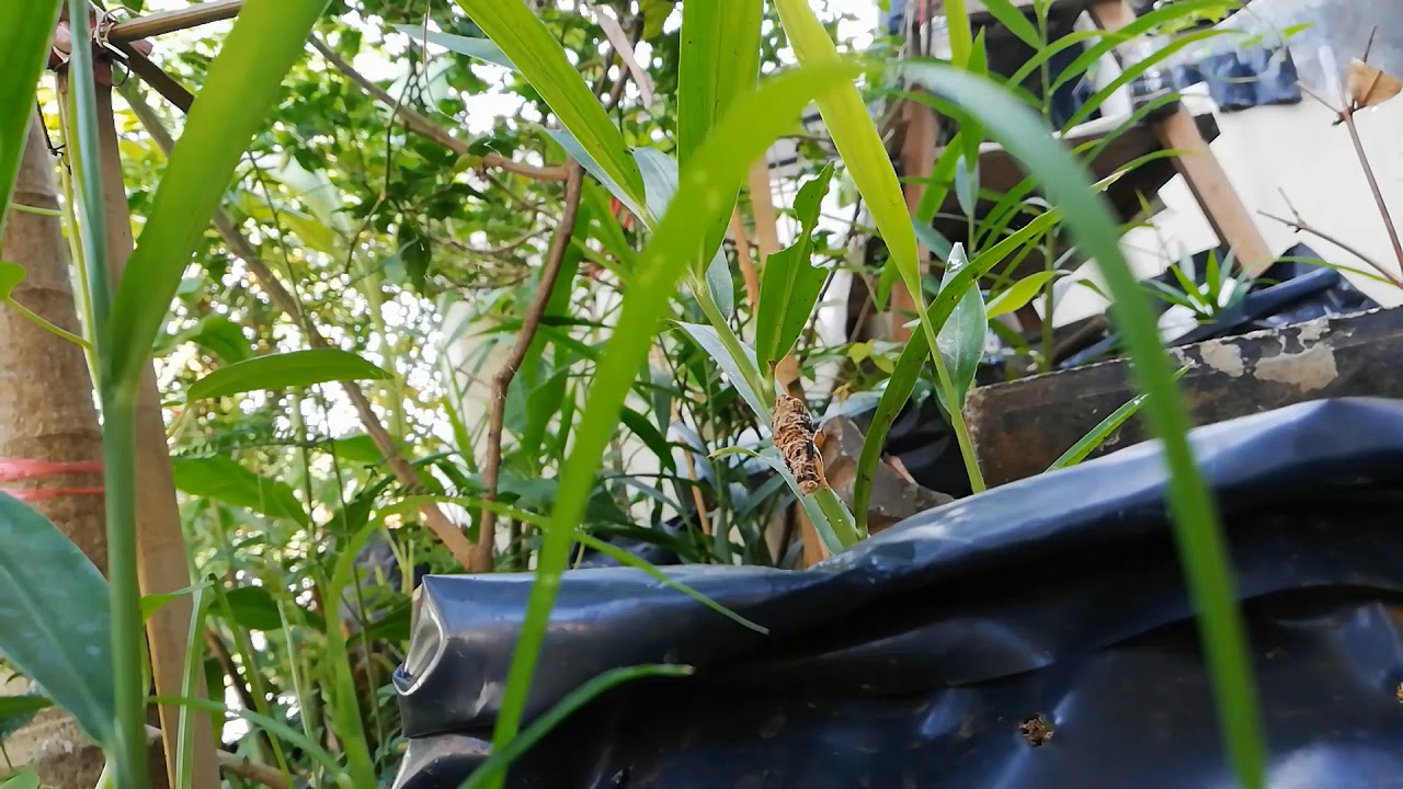 Hama Jahe Merah dalam Polybag - Cara Ulat Pindah Daun