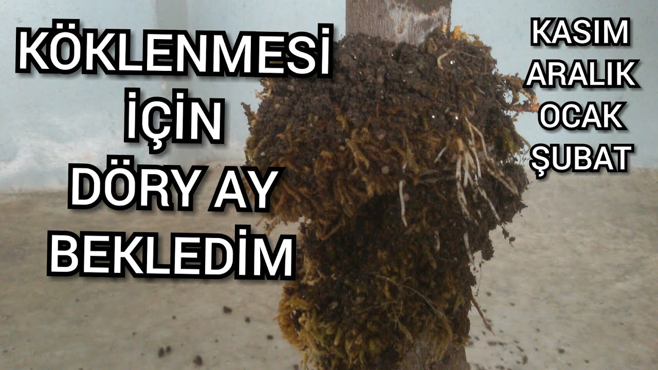Kışın Köklenme Olur mu