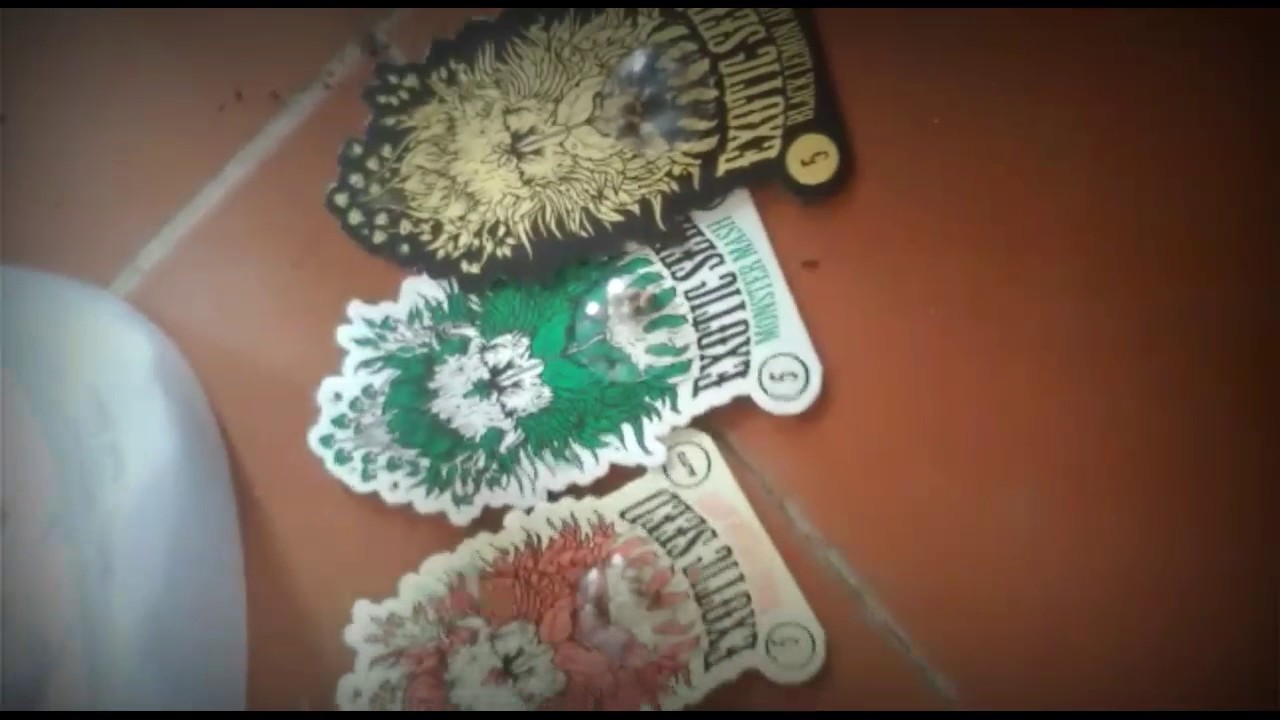 Germinarndo Autoflorecientes de Exotic Seed ~ (Mango Cream, Black Lemon, Monster Mash)