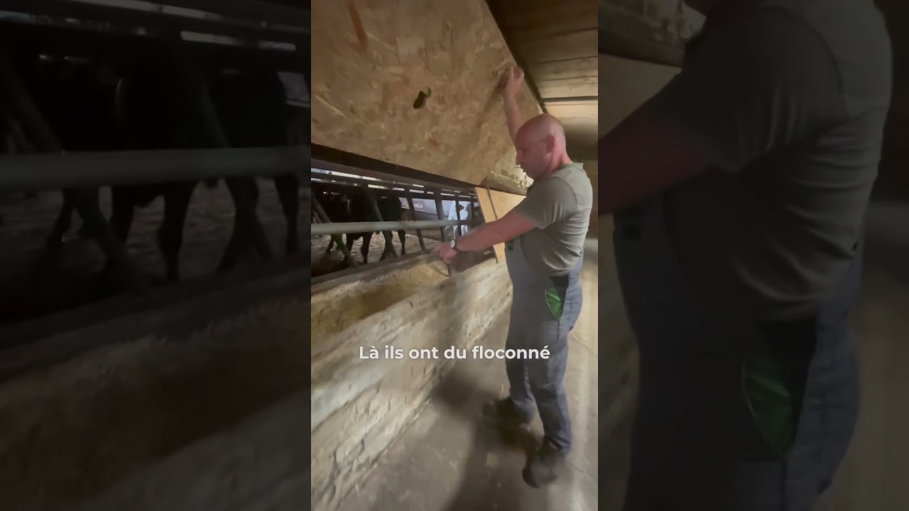 Taureaux d&rsquo;engraissement - partie 2 #taureaux #engraissement #&eacute;leveurs
