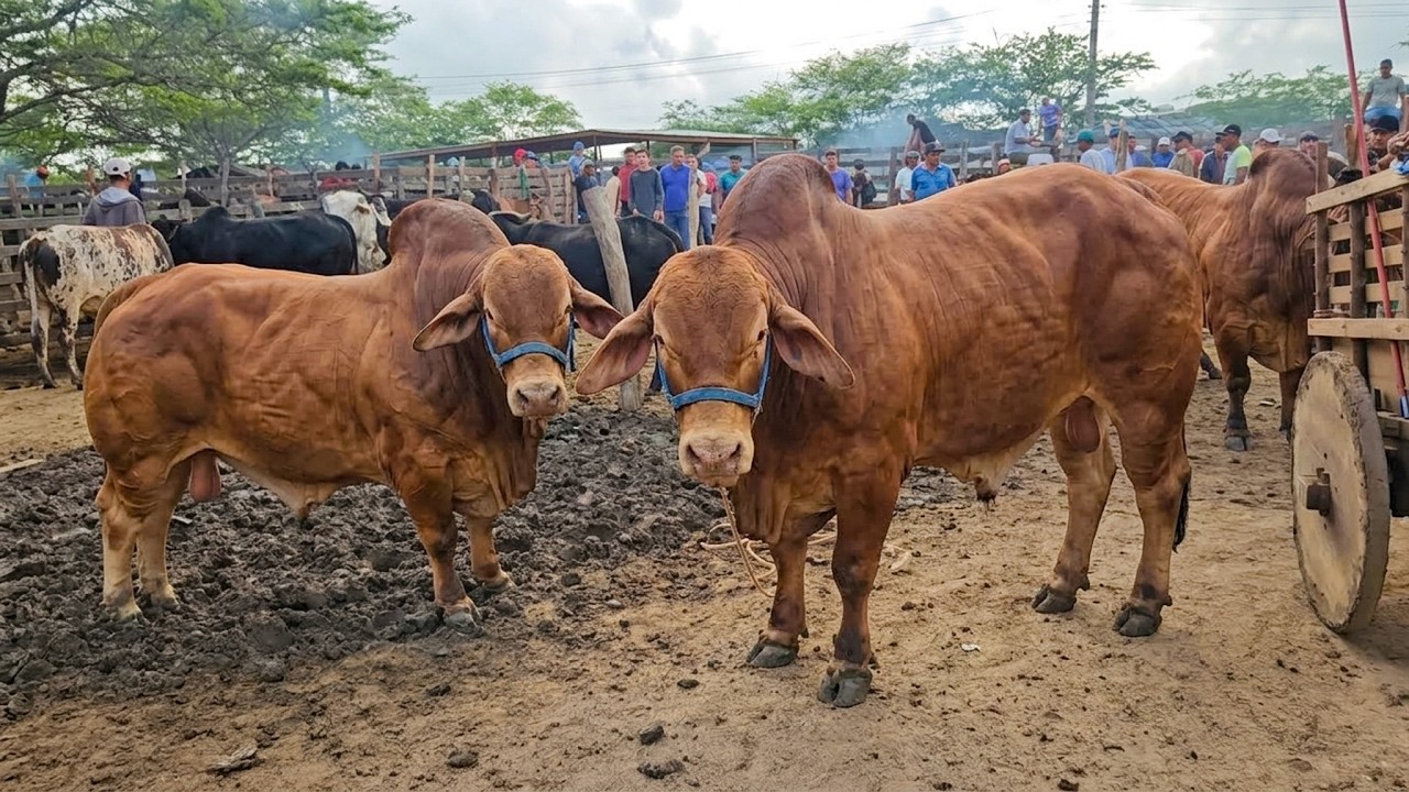 FEIRA DE GADO DE CACHOEIRINHA PE, QUINTA FEIRA, (12/03/26) #nordeste