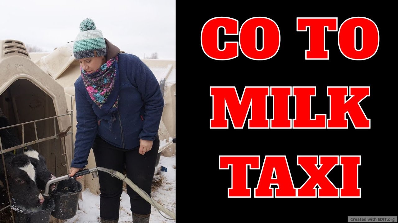 Justyna Rolniczka z Podlasia i jej cielaczki pokazują mobilne urządzenie Co to jest Milk Taxi