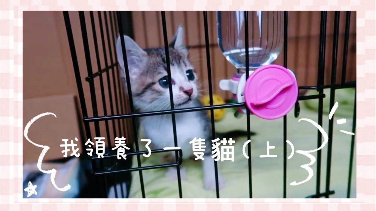 【 我領養了一隻貓 (上) 】差點溺斃的小流浪貓，到新家如何適應呢？