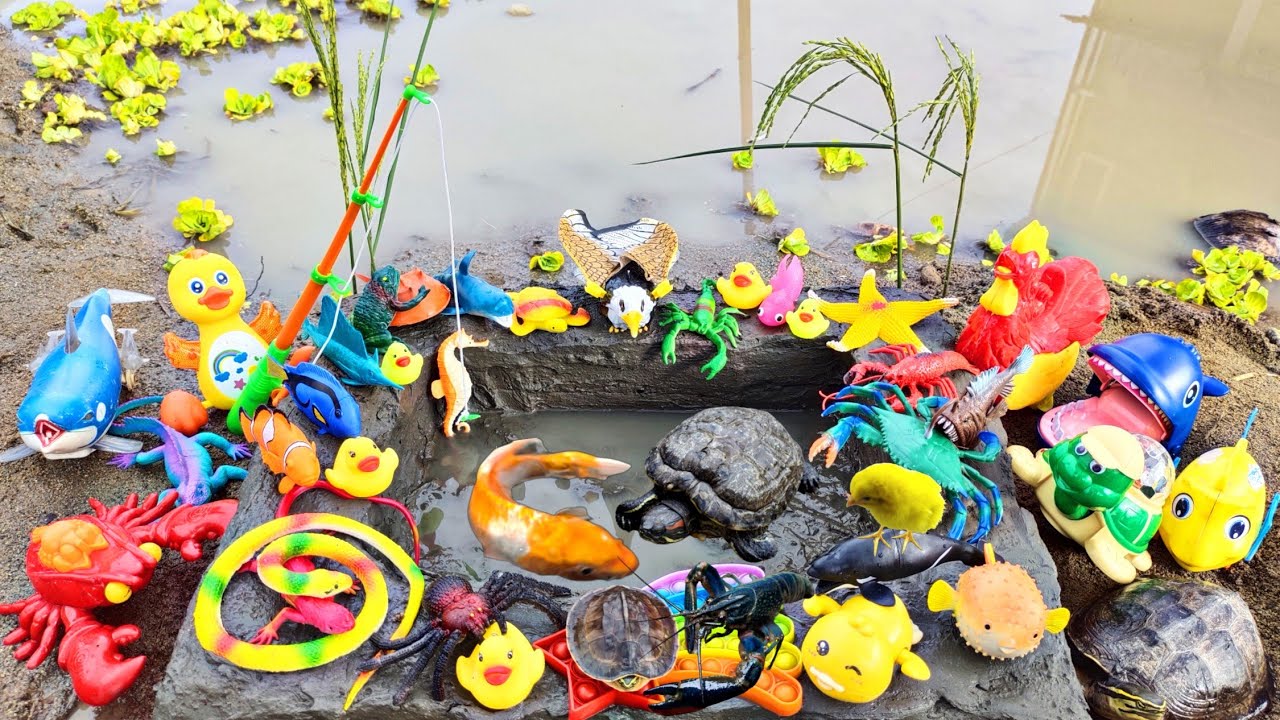Fishing for Ornamental Fish in Ponds, Betta Fish, Real Lobster, Turtles, Iguanas, Ducks, Pop It