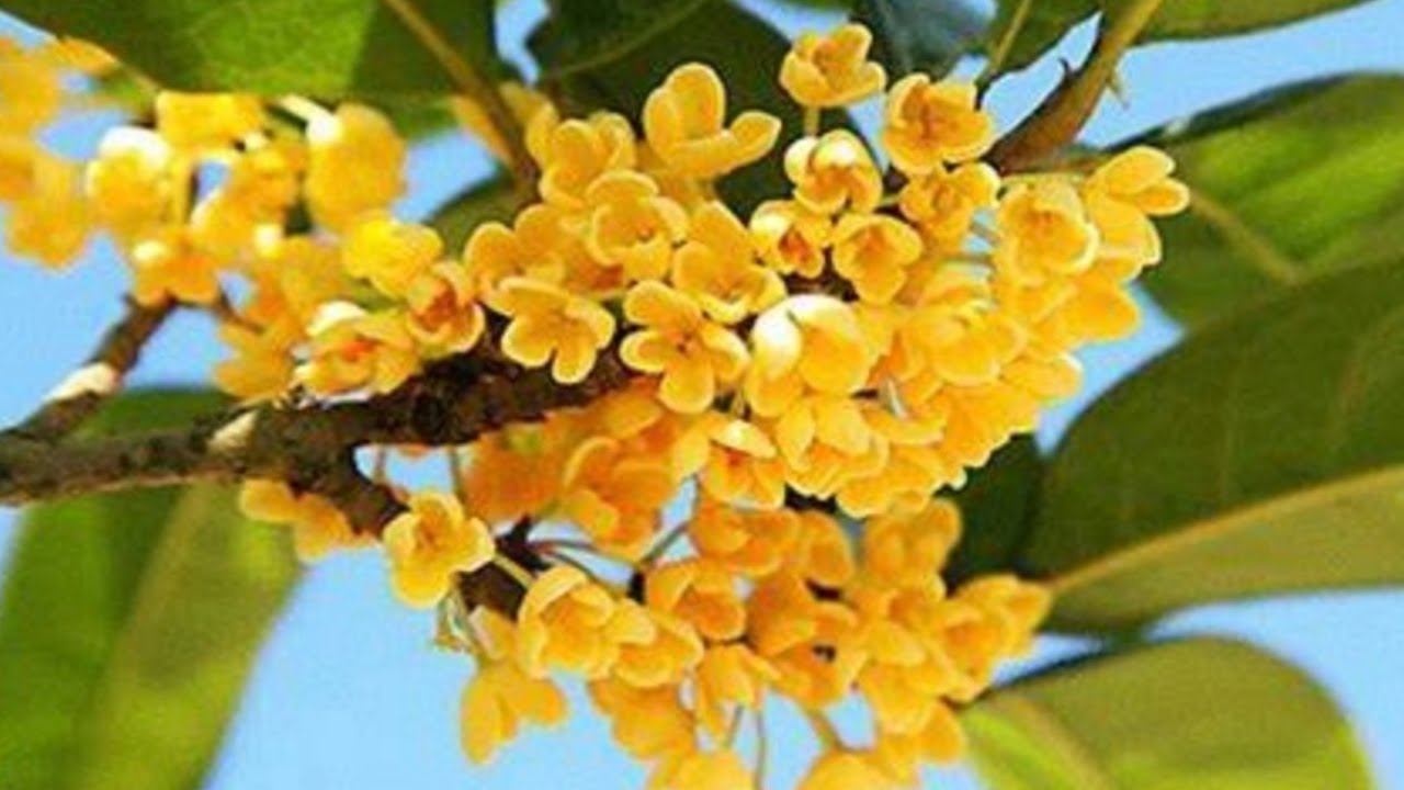自制桂花酒，桂花酒金黄透剔，香味十足，后味绵甜香！#cooking #osmanthus #liquor