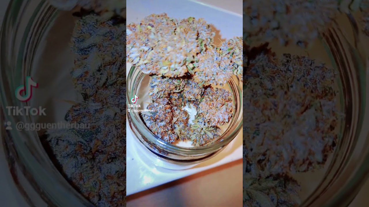 Super Skunk & Purple Skunk from Sensi seeds #reggae