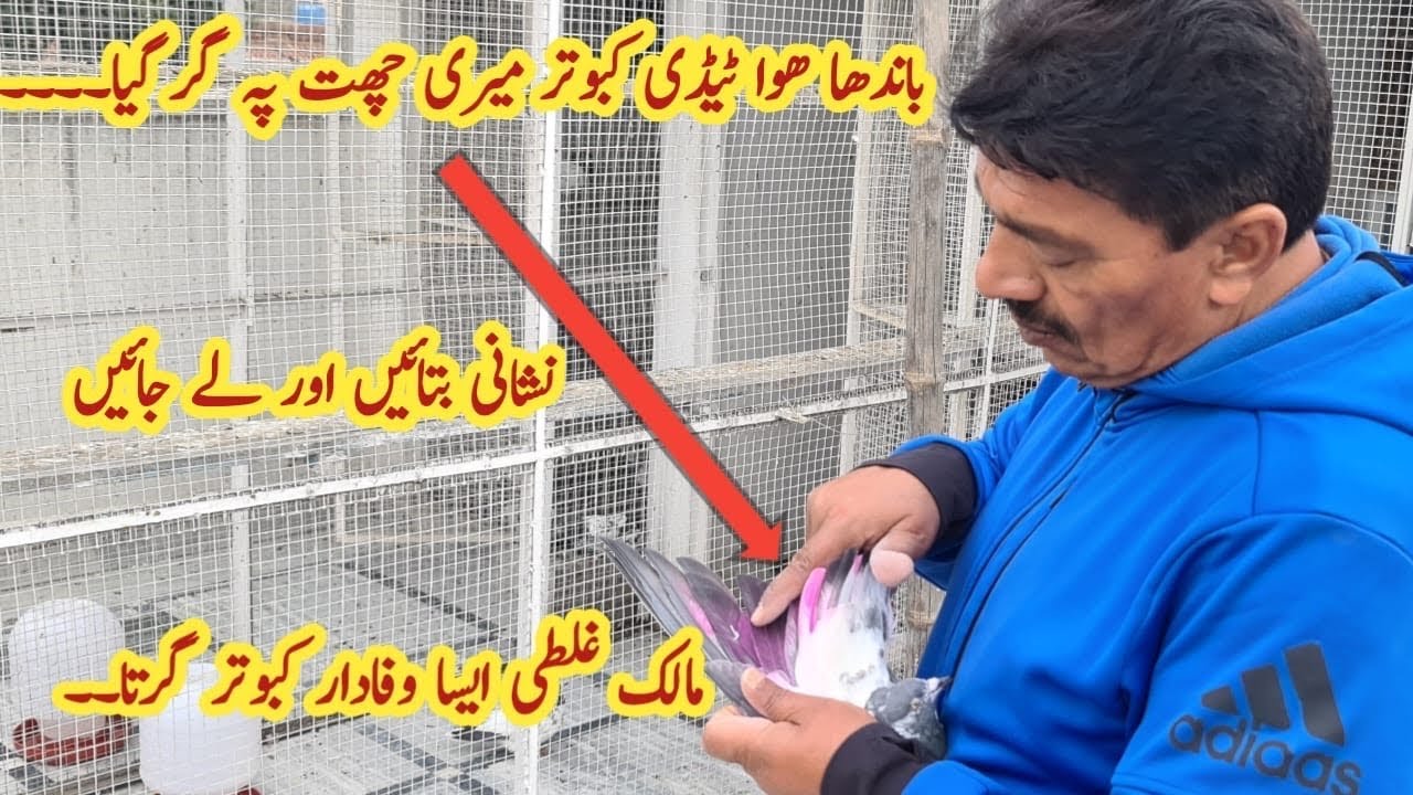 Kis Galti se Parwazi Kabootar Gir Jata? || Ustad Mian Mustajab Moshi