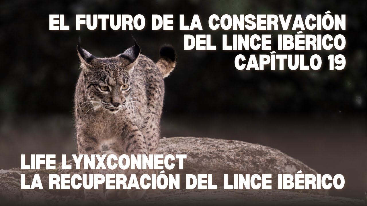 🐾 CAPÍTULO 19: EL FUTURO DE LA CONSERVACIÓN DEL LINCE IBÉRICO 🌍