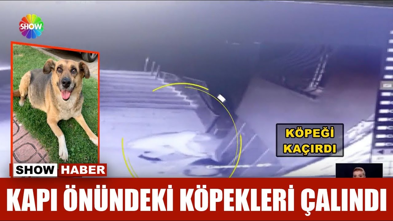 Kapı önündeki köpekleri çalındı