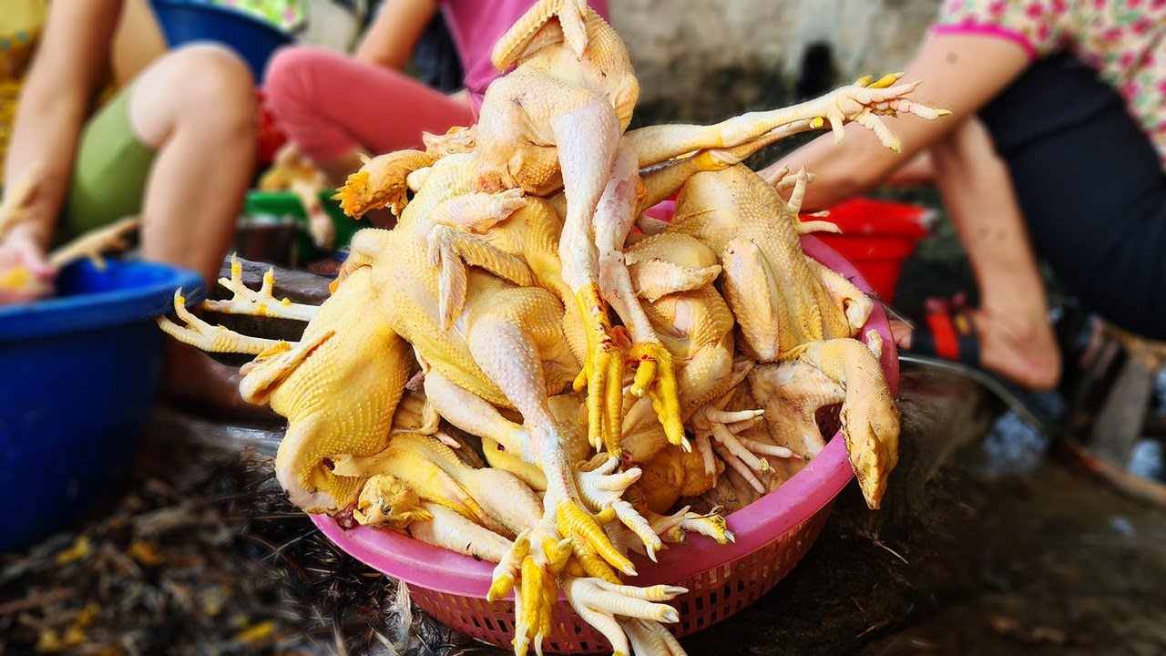 GÀ 5 MÓN - Tập 1