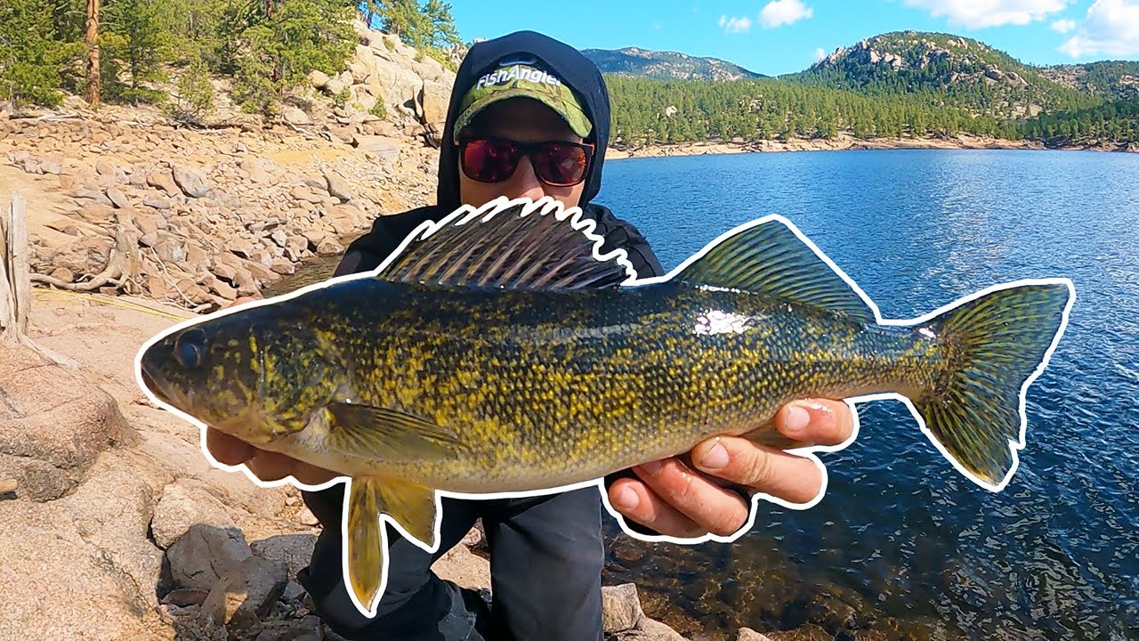 Fishing for Wild Colorado Walleye in a Reservoir That Isn't Even Supposed to Have Them Living In It!