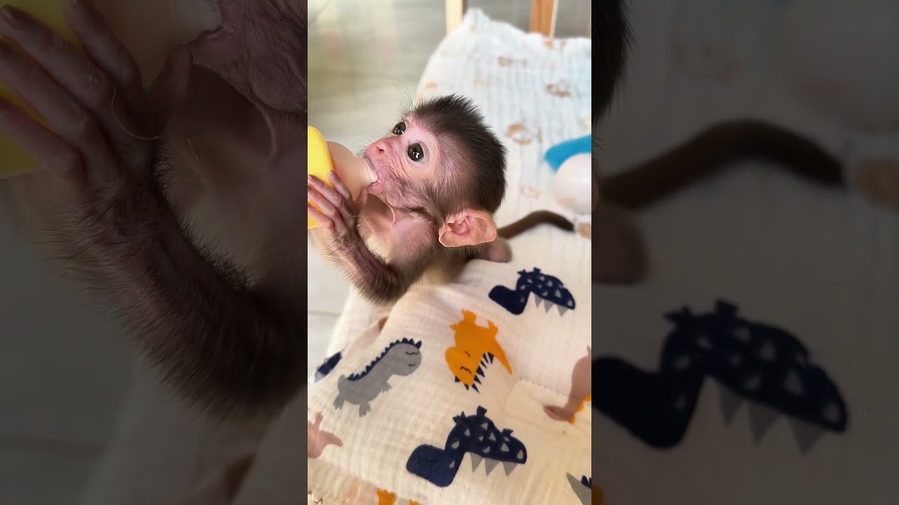 Baby monkey Bon loves to drink milk. #babymonkey  #monkeybon  #animalcare
