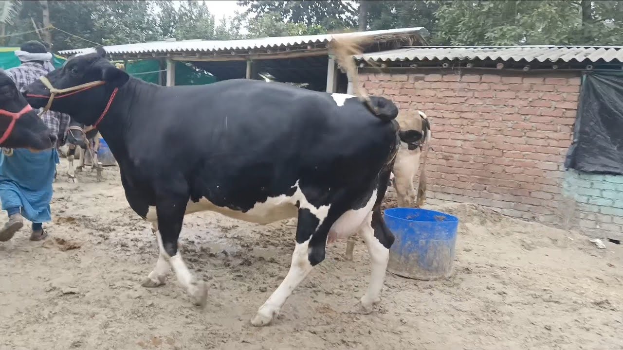 Hf cow!!! Super cow lena Ha तो सम्पर्क करें।।।।