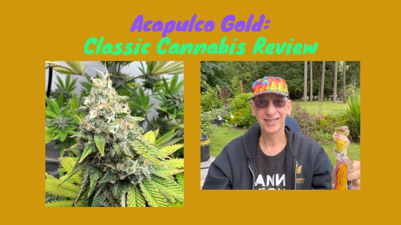 Acapulco Gold 2022: Classic Cannabis Strain Review