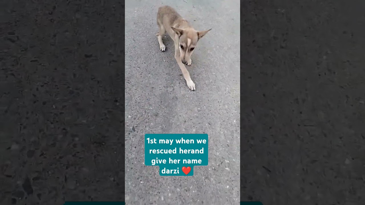 ase bache ko kyi kese mar pit skta h 😭#rescuedog #doglover #doglife #adoptdesidogs