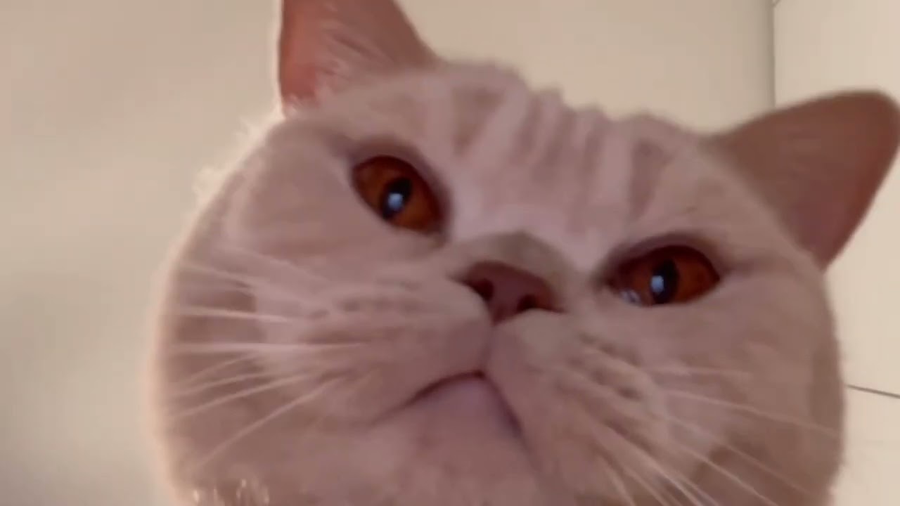 Flëur - Теплі коти (українська кавер версія)