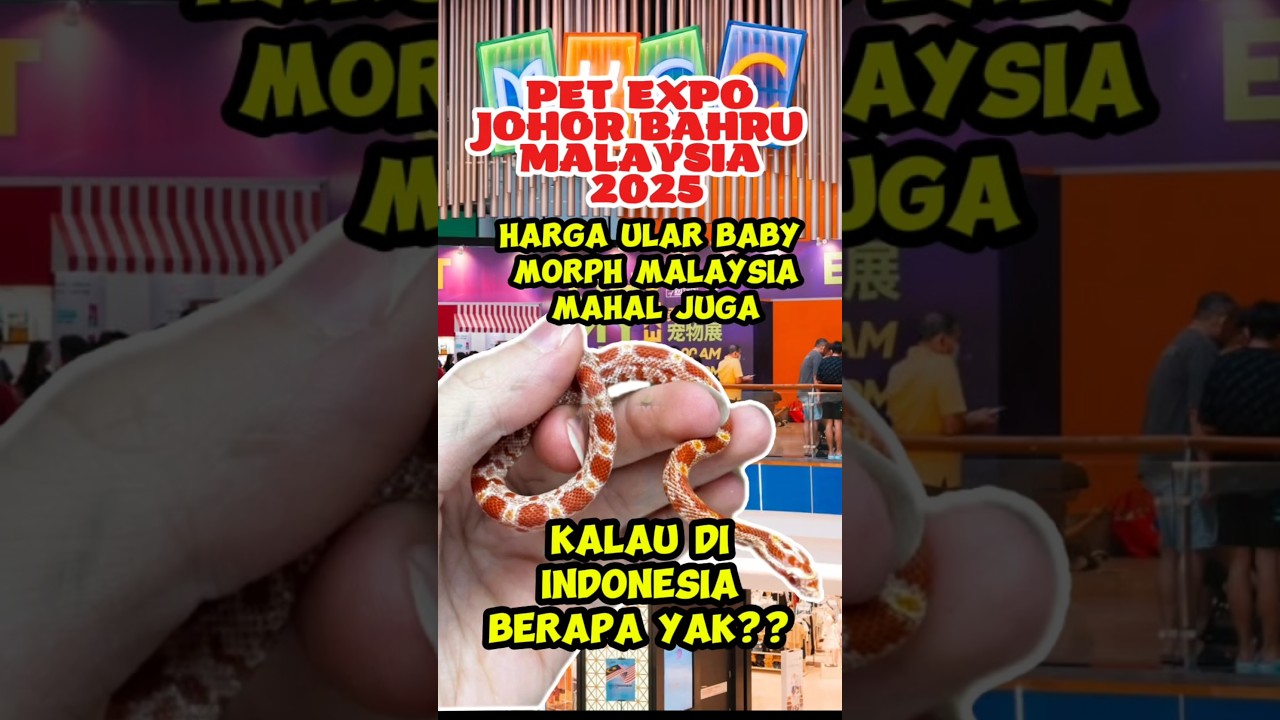 #snake #snakemorph #morph #reptilemorph #reptile #petexpo #jb #johorbahru #malaysia #colubridsnake