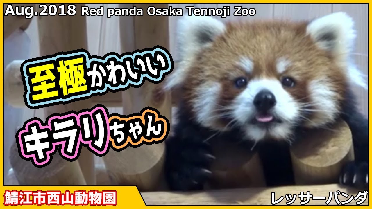 至極かわいい キラリちゃん レッサーパンダ 鯖江市西山動物園 Red panda Nishiyama zoo