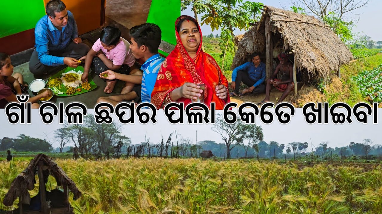 ଗାଁ ଚାଳ ଛପର ପଲା କେତେ ଖାଇବା 😋 l Gouranga Nayak Odia Vlogs