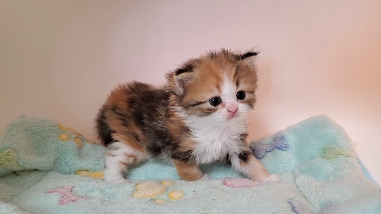2月3日生まれのミヌエット