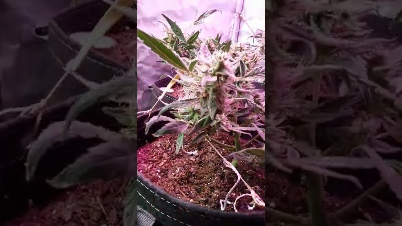 🖕 MANGO SUNSHINE auto Flower 🖕