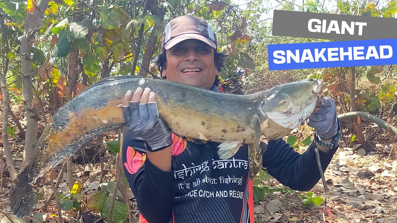 Giant Snakehead 😱 मेंने इतना बड़ा मरल पहली बार देखा snakehead fishing video
