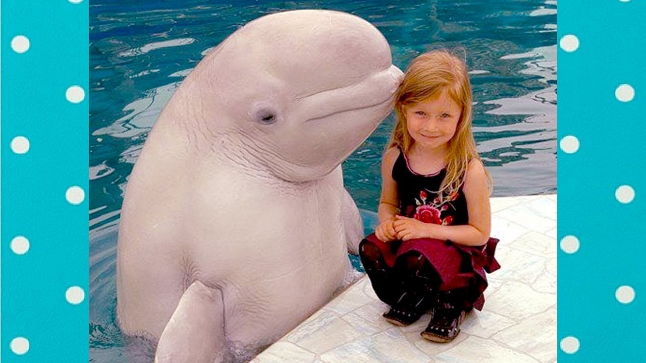 Amazing! Funny Dolphin Make Baby Laugh|| Funny Baby And Pet