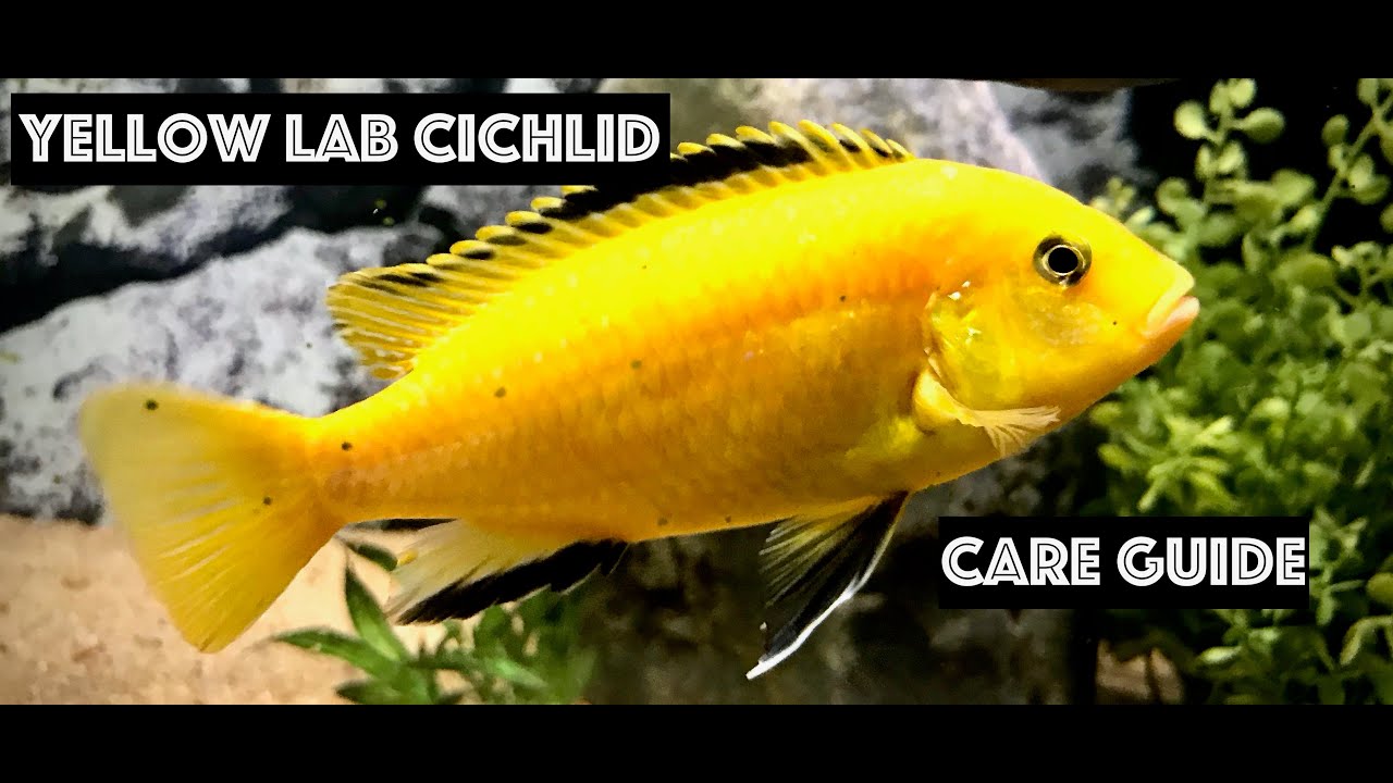 Yellow Lab Cichlid Care - Tank Setup & Requirements