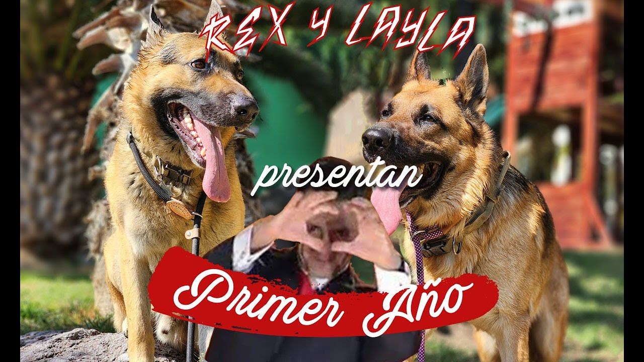 ⭐EL PRIMER AÑO l Recapitulando🐕‍🦺🐾