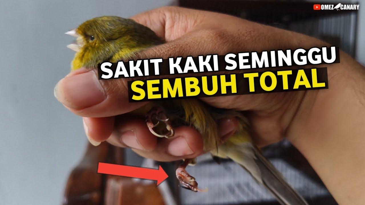 BIAR GAK TEORI DOANG‼️UPDATE HASIL PENGOBATAN KAKI KENARI
