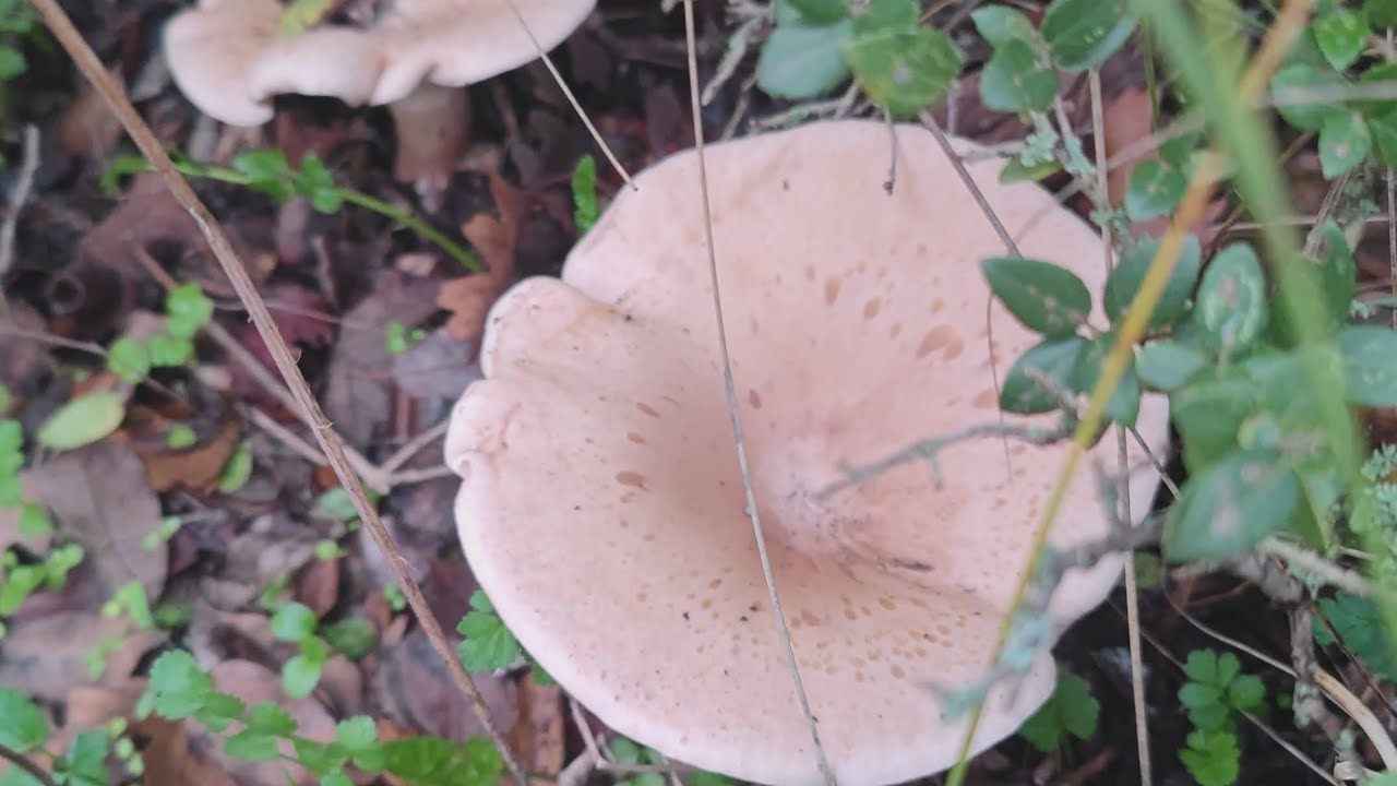 Ebişke Mantarı Az Da Olsa Var , Hadi Gelin Mantarımızı Yakından Tanıyalım.