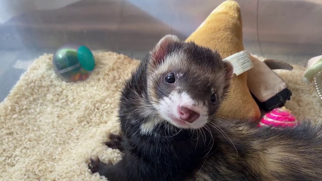 FERRETS PLAY! Dooking, chasing, CUTENESS!!