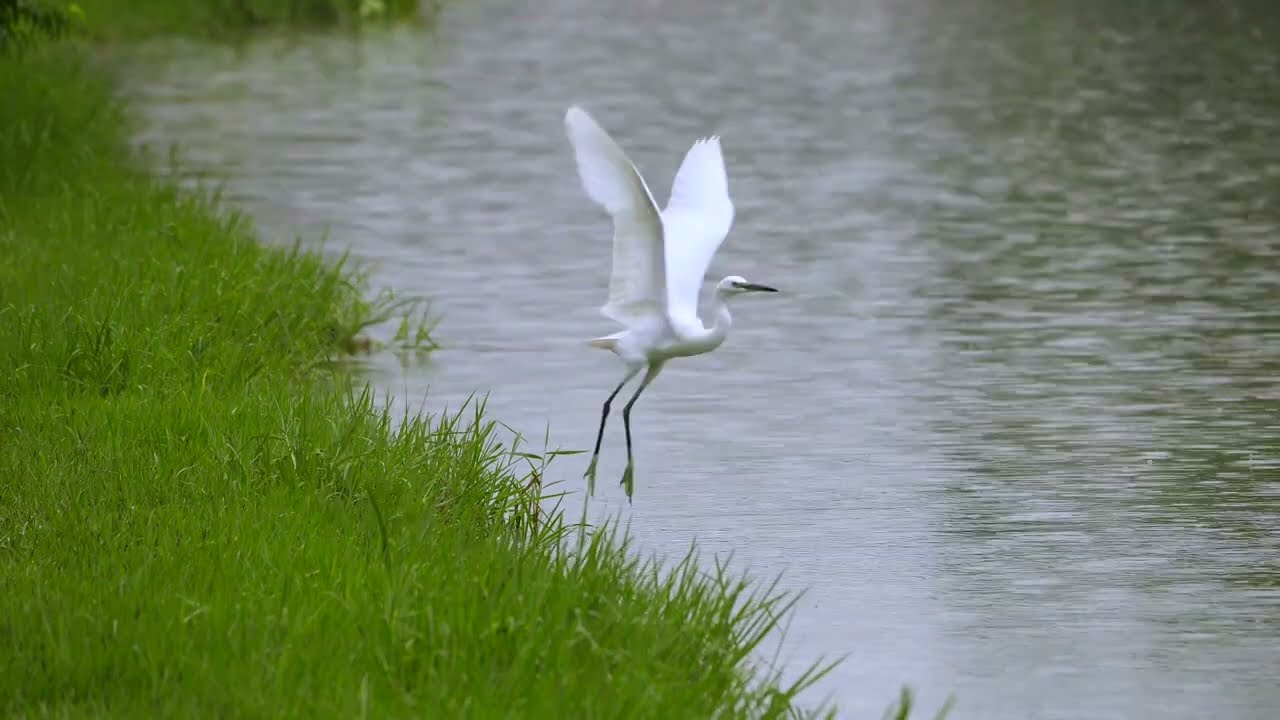 Bird Egret Lake Fish And Shrimp Nature Grove