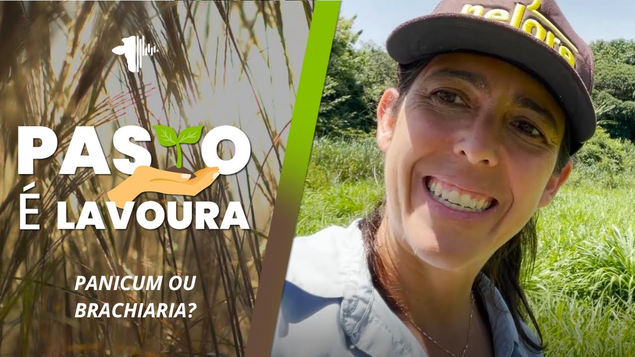 PANICUM OU BRACHIARIA? QUAL A MELHOR FORRAGEIRA PARA O SEU PASTO