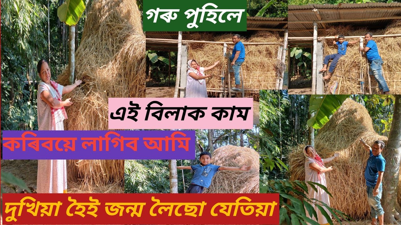 🐂 গাঁৱৰ দুখীয়া খেতিয়কৰ কৰ্ম সমো#gaming video#vlogs#viral vlogs #trending video#hiyafamilyvlogs