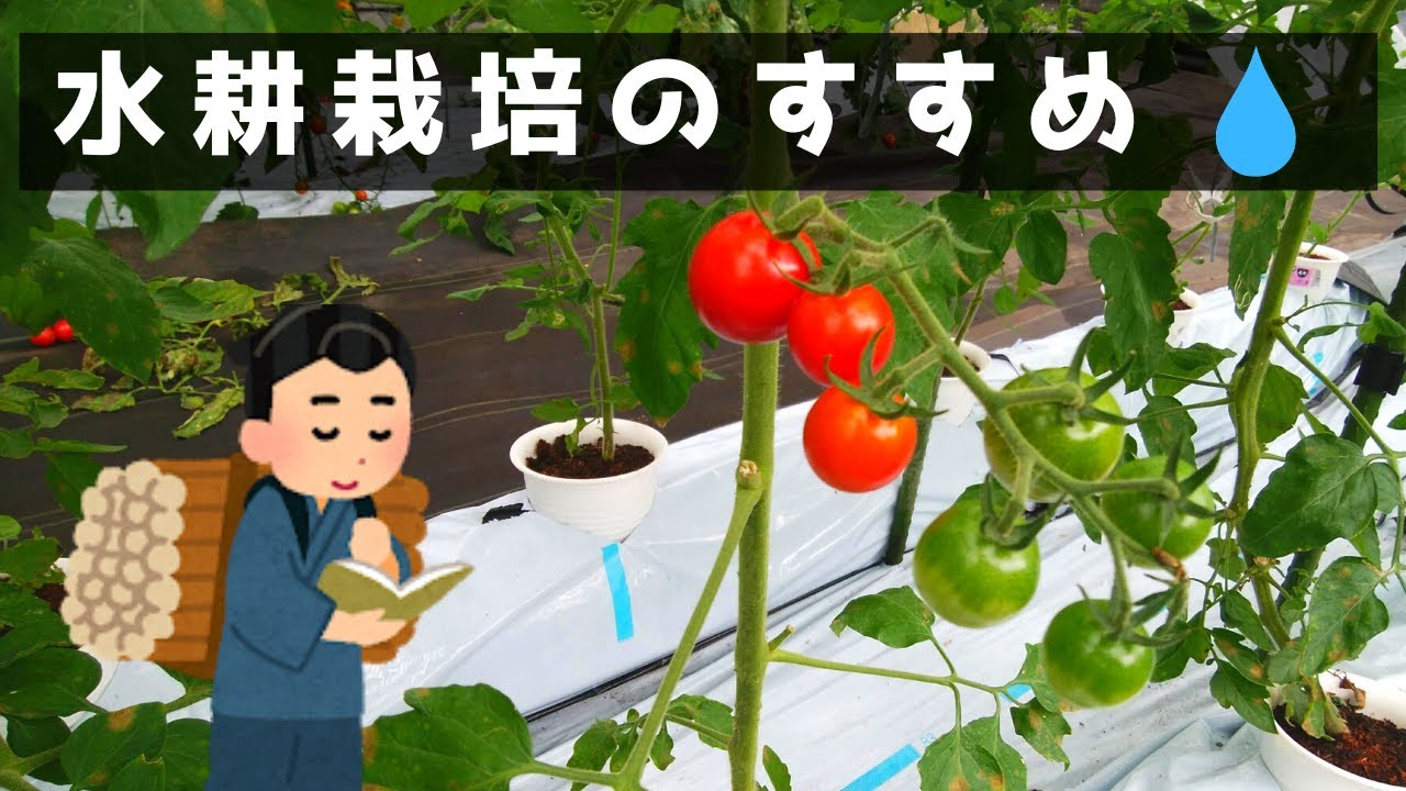 初心者でも分かる水耕栽培の基礎知識【Hydroponics】