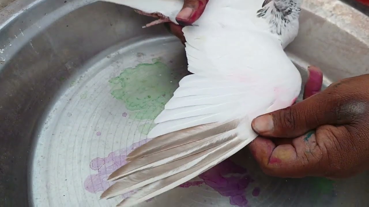 Sale 4 baby pigeon (Satish Bai. KARNAL)(Sahil sahota pigeon sellar 98773 27944 